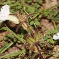 Centranthera indica (L.) Gamble